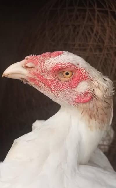 Heera Aseel females