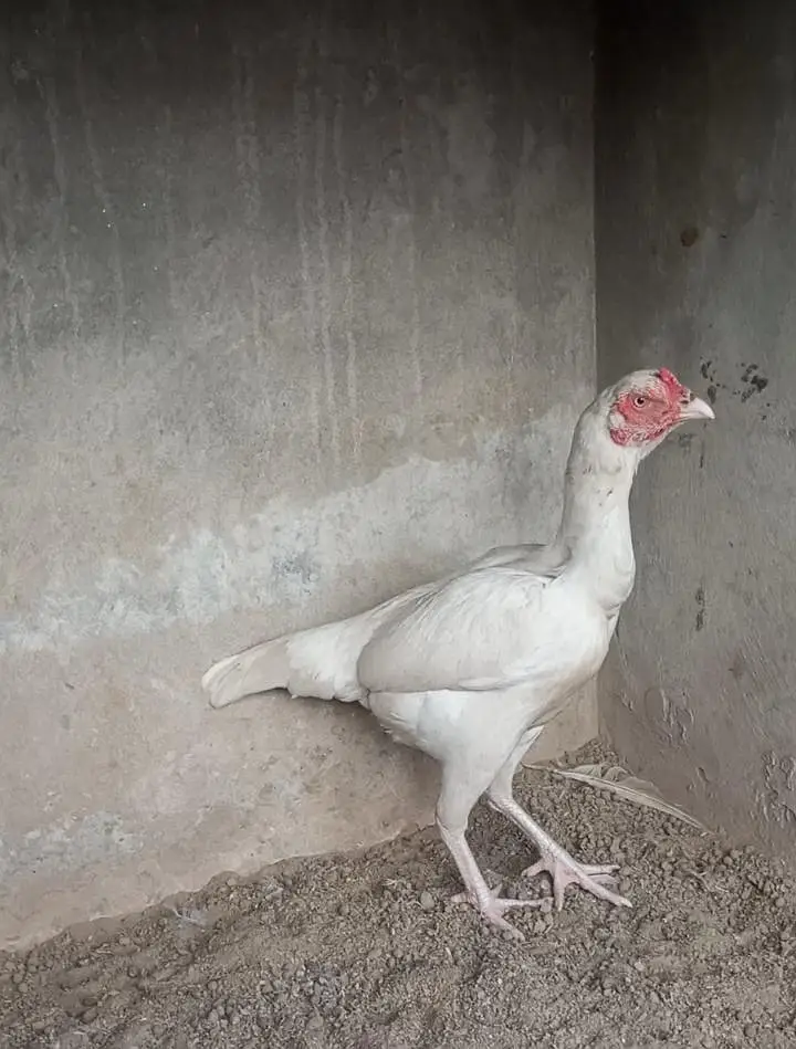 Heera Aseel females — photo 2