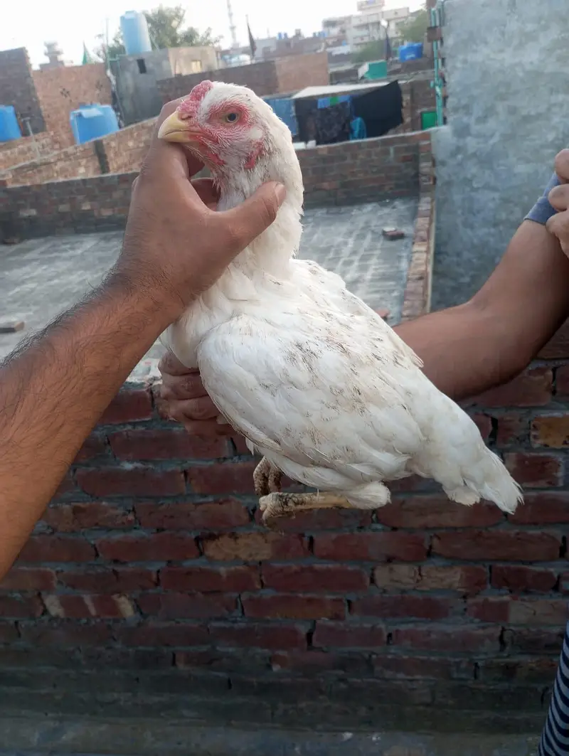 Heera Aseel females — photo 3