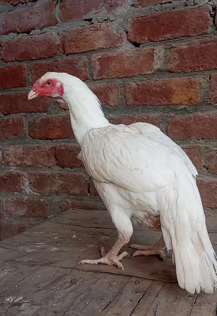 Heera Aseel females — photo 5