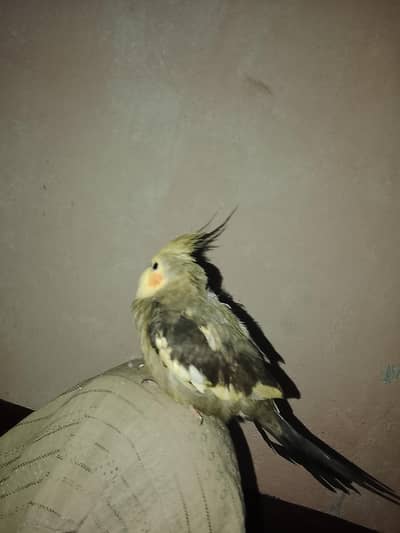 beautiful parrot with yellow had for selling