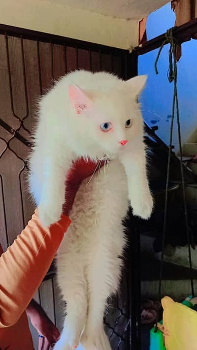 Persian pair and Kittens for sale