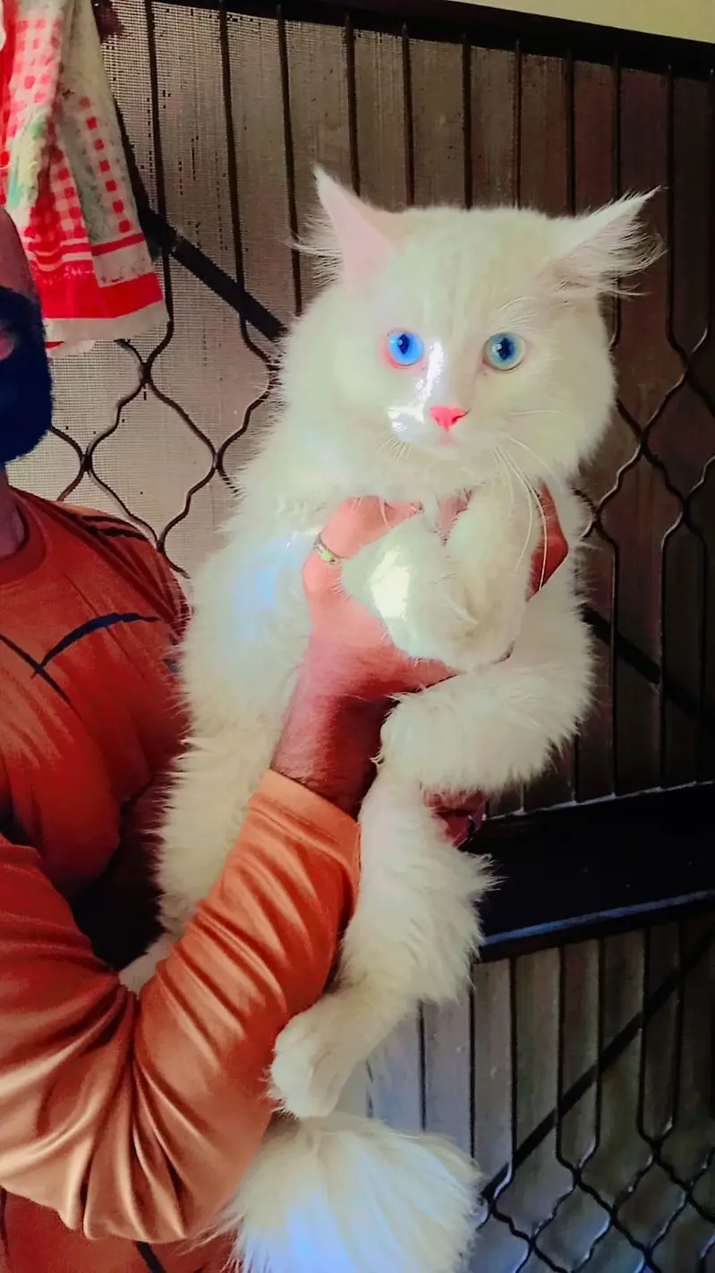 Persian pair and Kittens for sale — photo 2