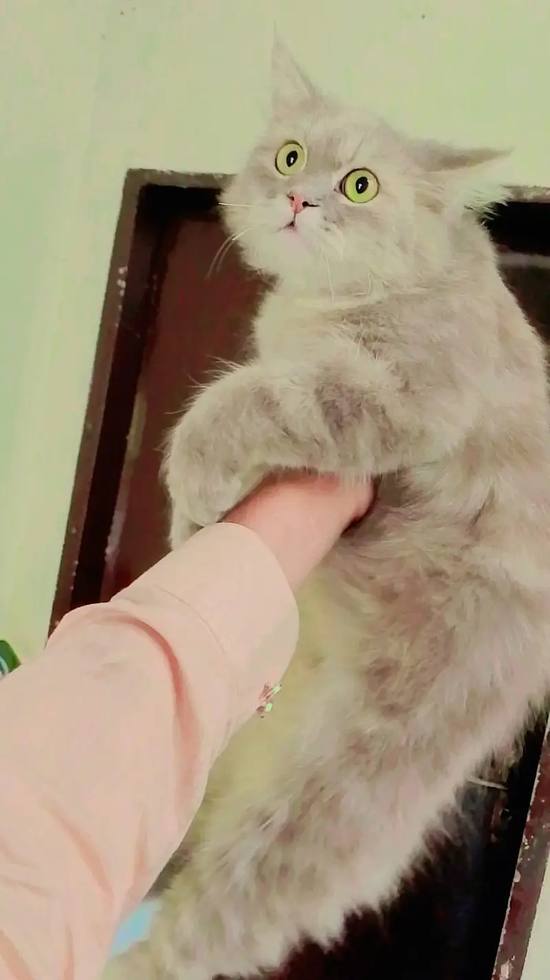 Persian pair and Kittens for sale — photo 4