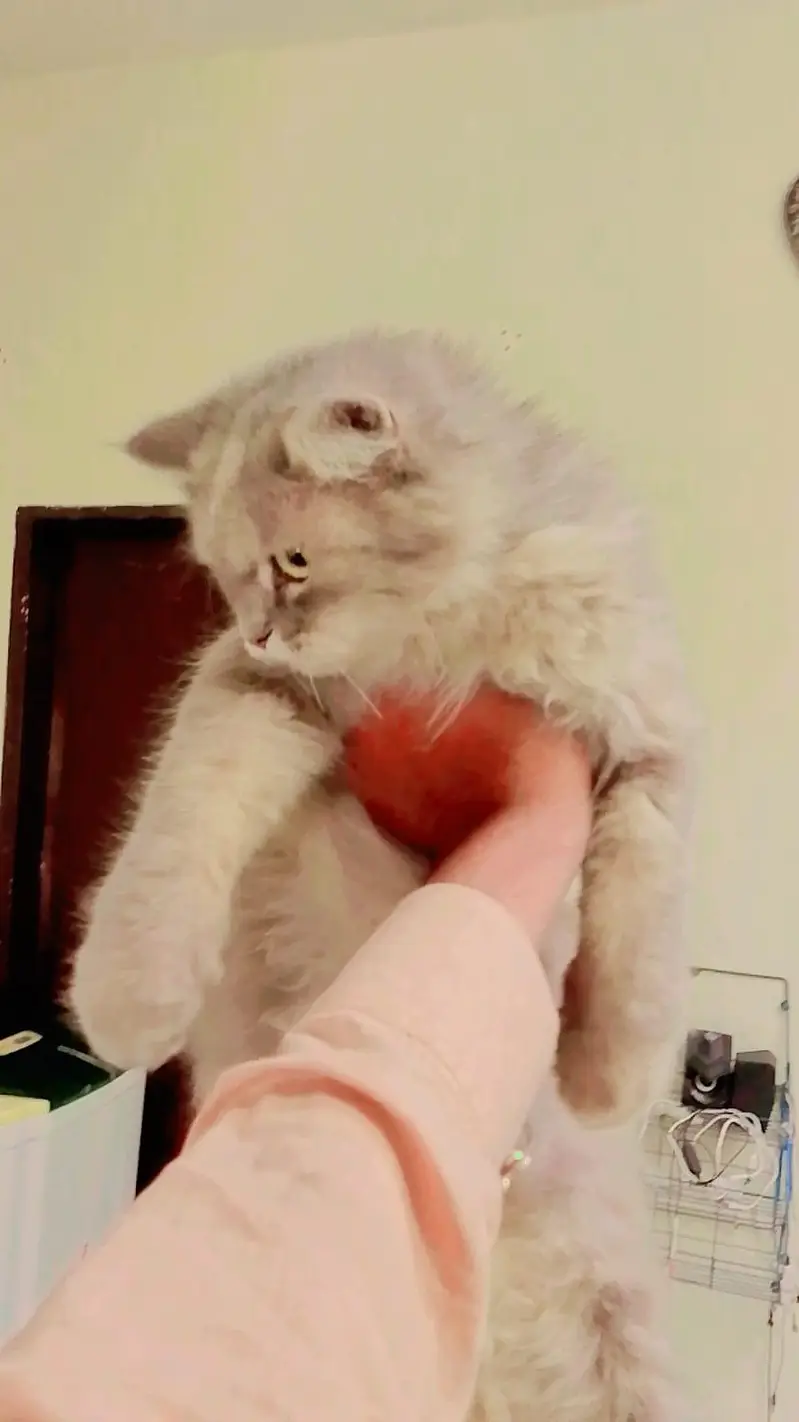 Persian pair and Kittens for sale — photo 5