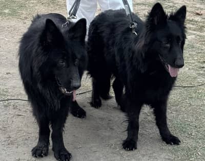 German Shepherd black long coat braider pair
