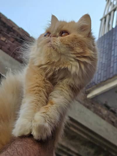 Persian cat triple code punch