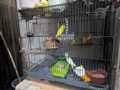 Beautiful Australian Budgies for Sale with cage
