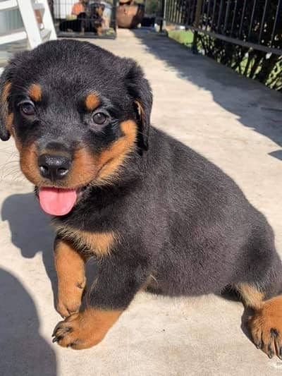 Rottweiler Female pup