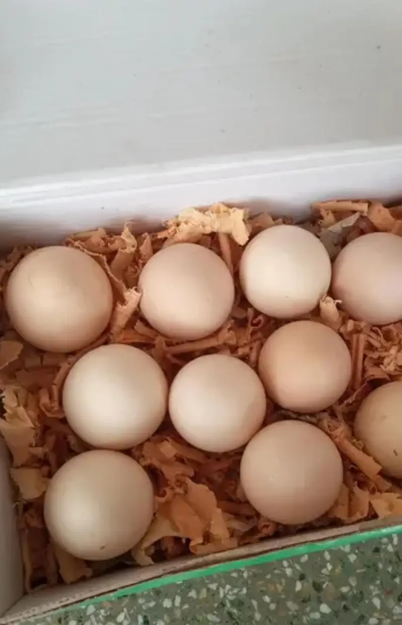 Heera paper White Aseel Eggs — photo 4