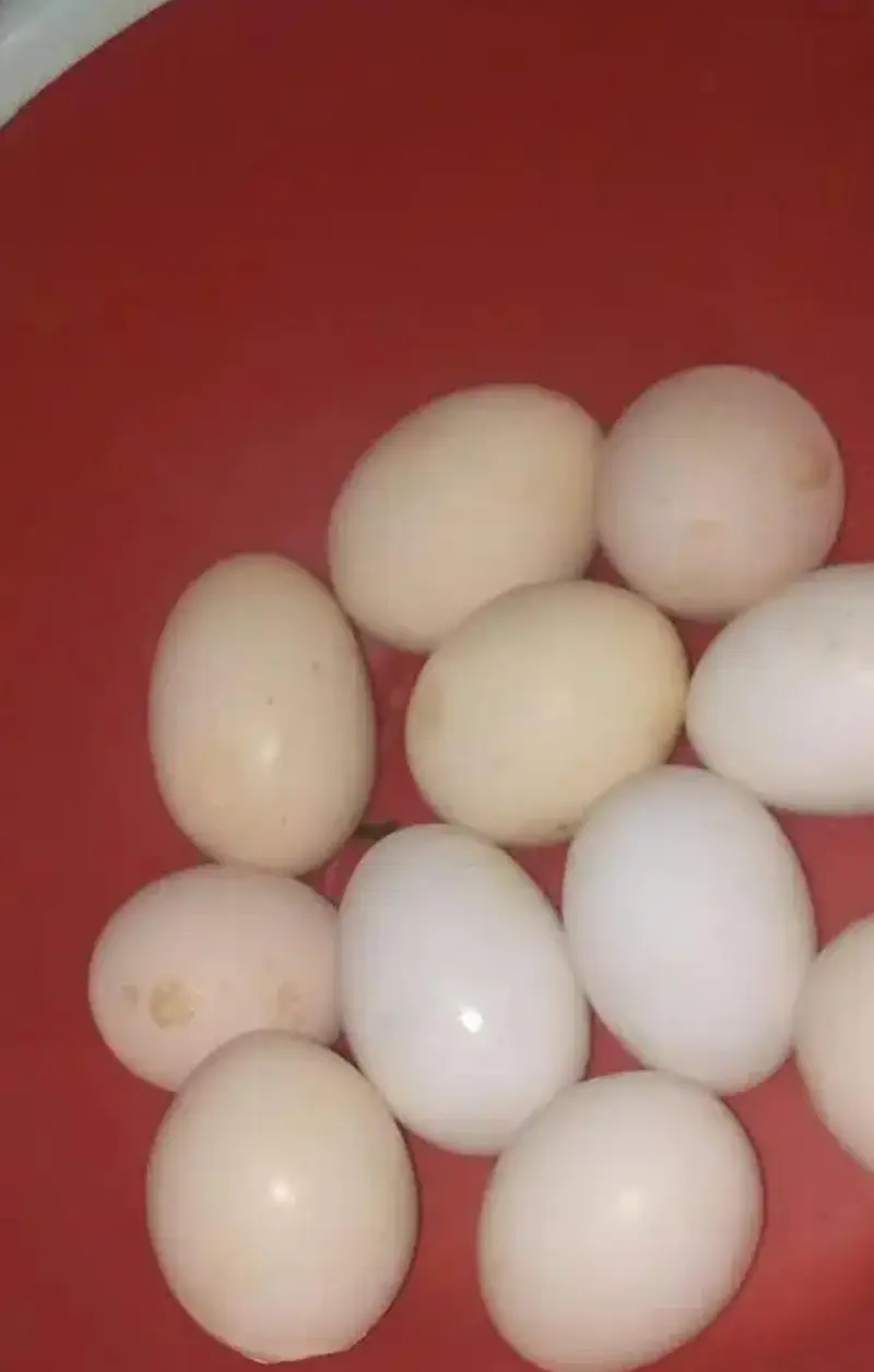 Heera paper White Aseel Eggs — photo 5