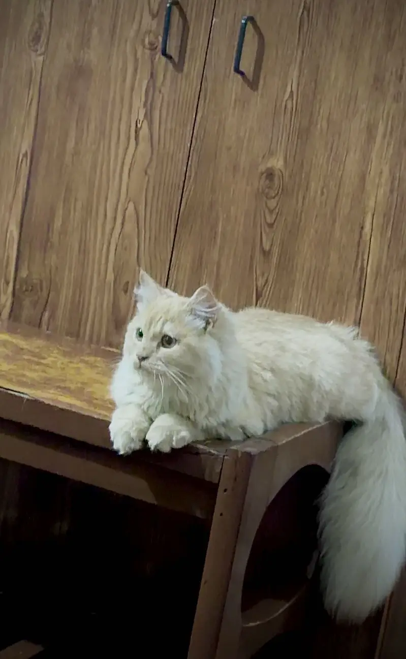 Golden Doll Face Persion — photo 5