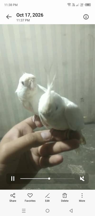 ino tame cocktail pair available 03264040055