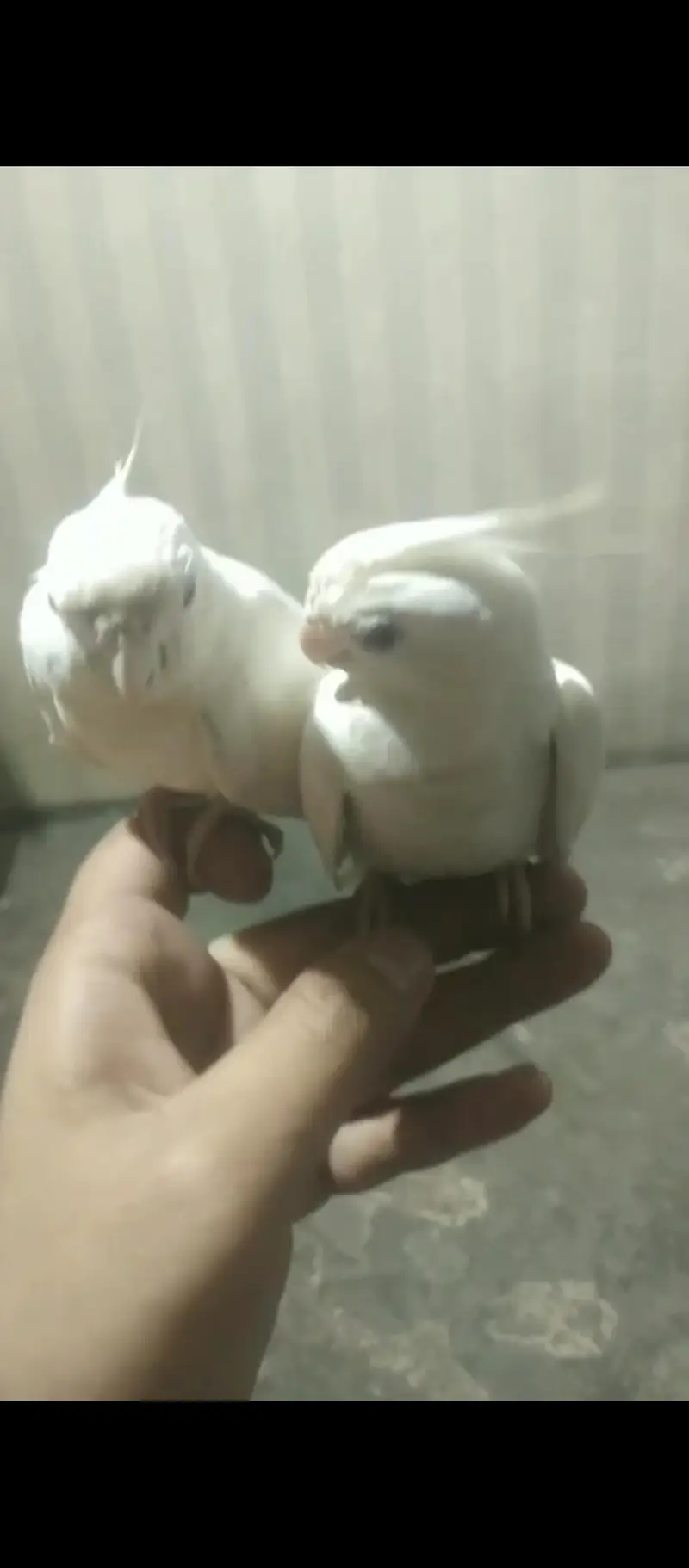 ino tame cocktail pair available 03264040055 — photo 3
