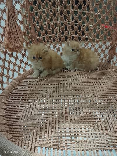 45 days old male kittens for sale
