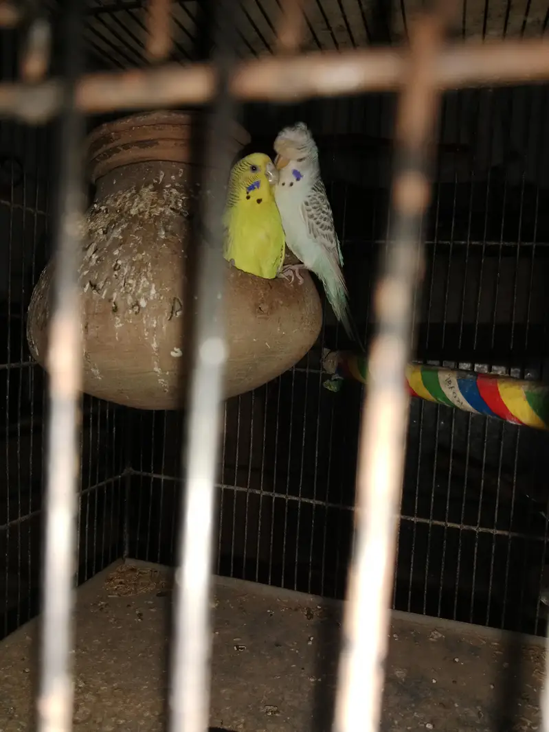 breader pair bajri. bachon k sath. fellow pairs. crusted fellow pair — photo 2