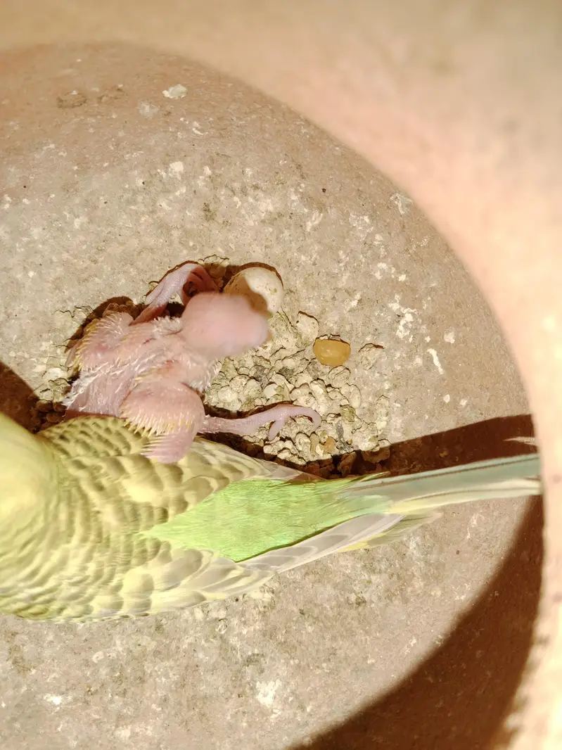 breader pair bajri. bachon k sath. fellow pairs. crusted fellow pair — photo 5