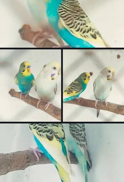 budgie parrots