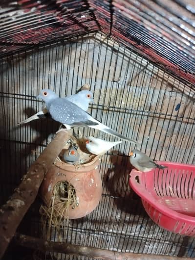 diamond dove breeder pair for sale and white batair breeder pair for