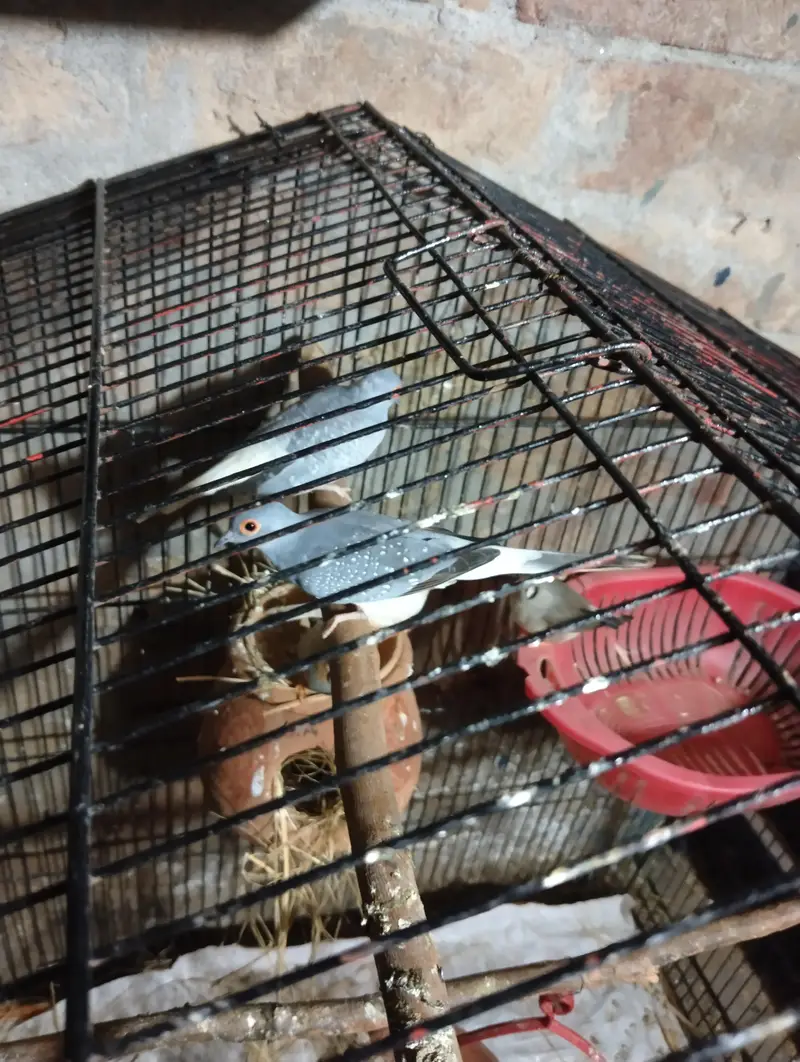 diamond dove breeder pair for sale and white batair breeder pair for — photo 2
