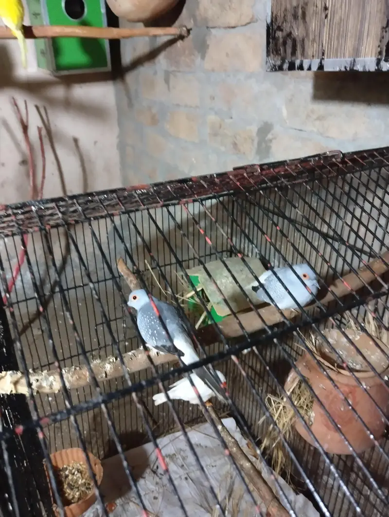diamond dove breeder pair for sale and white batair breeder pair for — photo 3