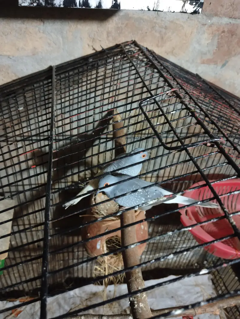 diamond dove breeder pair for sale and white batair breeder pair for — photo 4