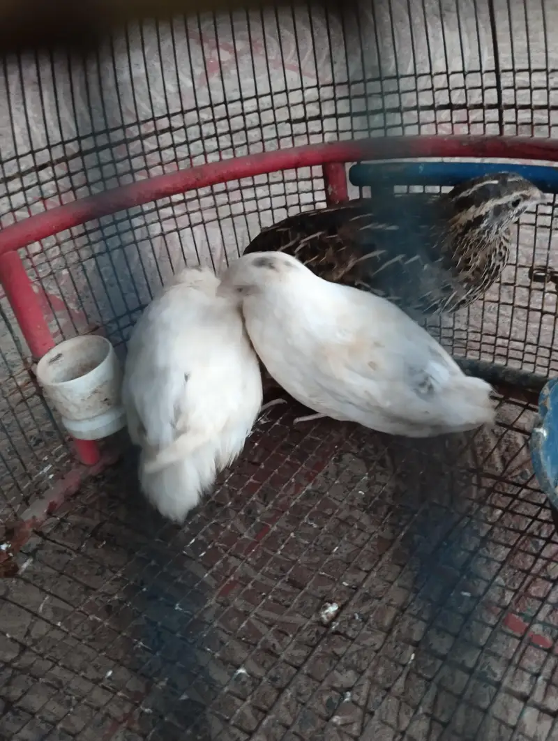diamond dove breeder pair for sale and white batair breeder pair for — photo 5