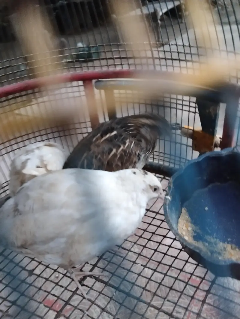 diamond dove breeder pair for sale and white batair breeder pair for — photo 6