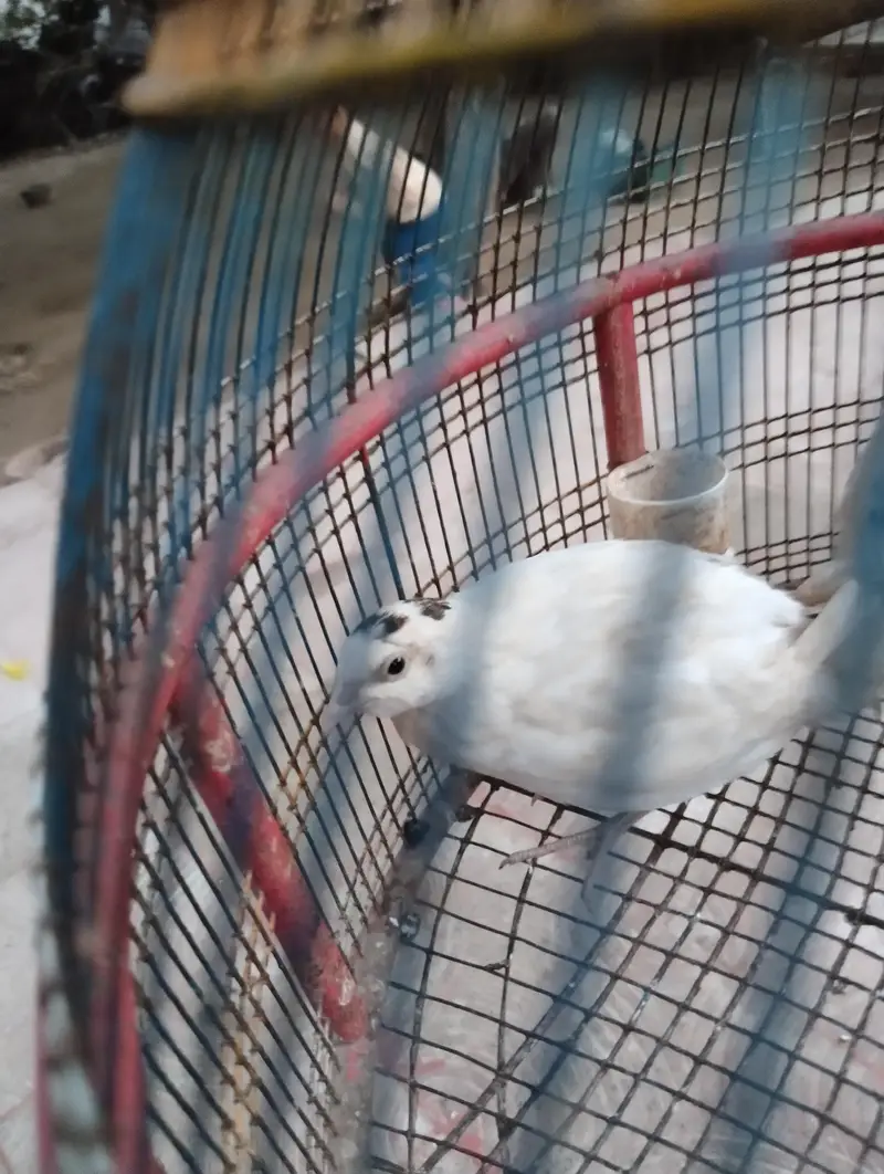 diamond dove breeder pair for sale and white batair breeder pair for — photo 7