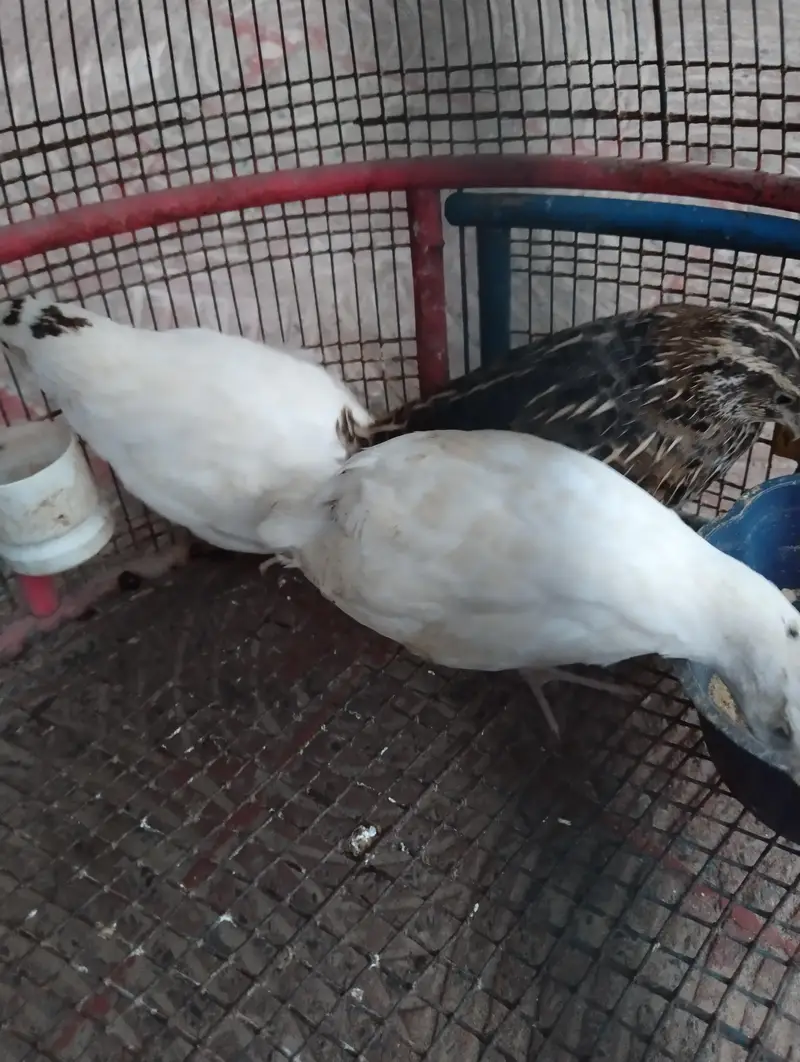 diamond dove breeder pair for sale and white batair breeder pair for — photo 8