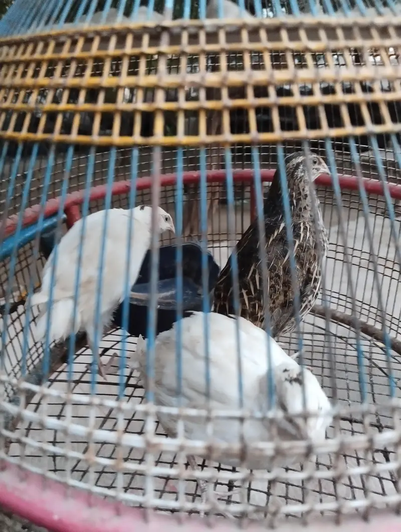 diamond dove breeder pair for sale and white batair breeder pair for — photo 9