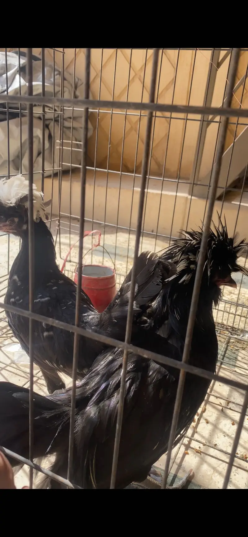 Black polish pair — photo 3