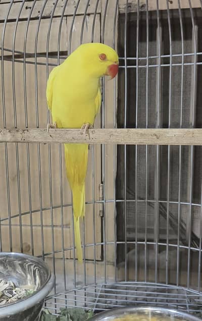 parrot