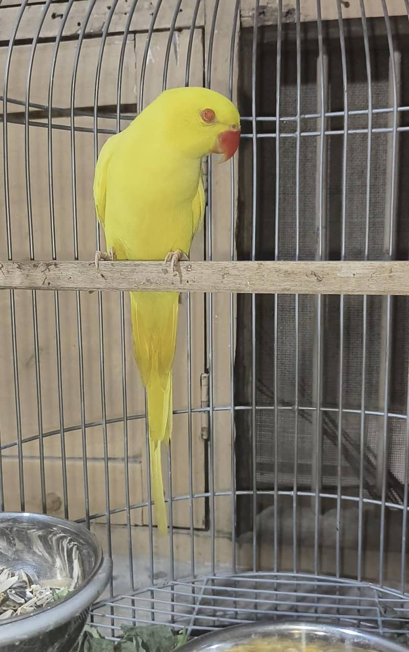 parrot 0