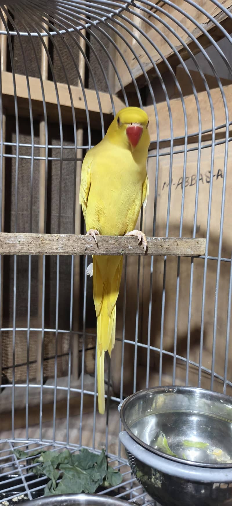 parrot 1