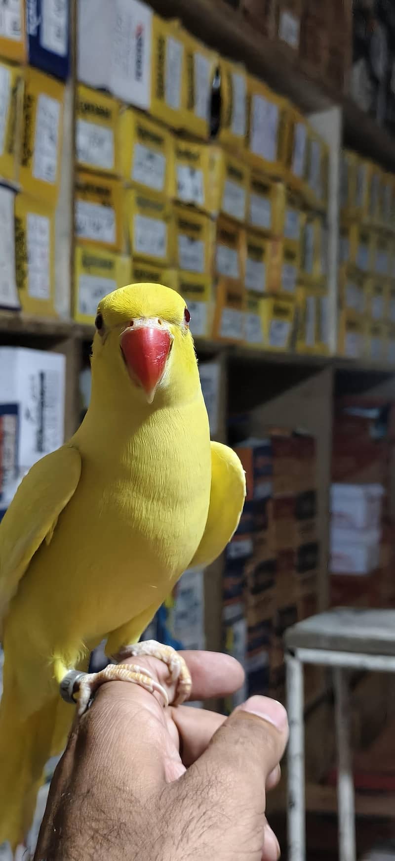 parrot 2