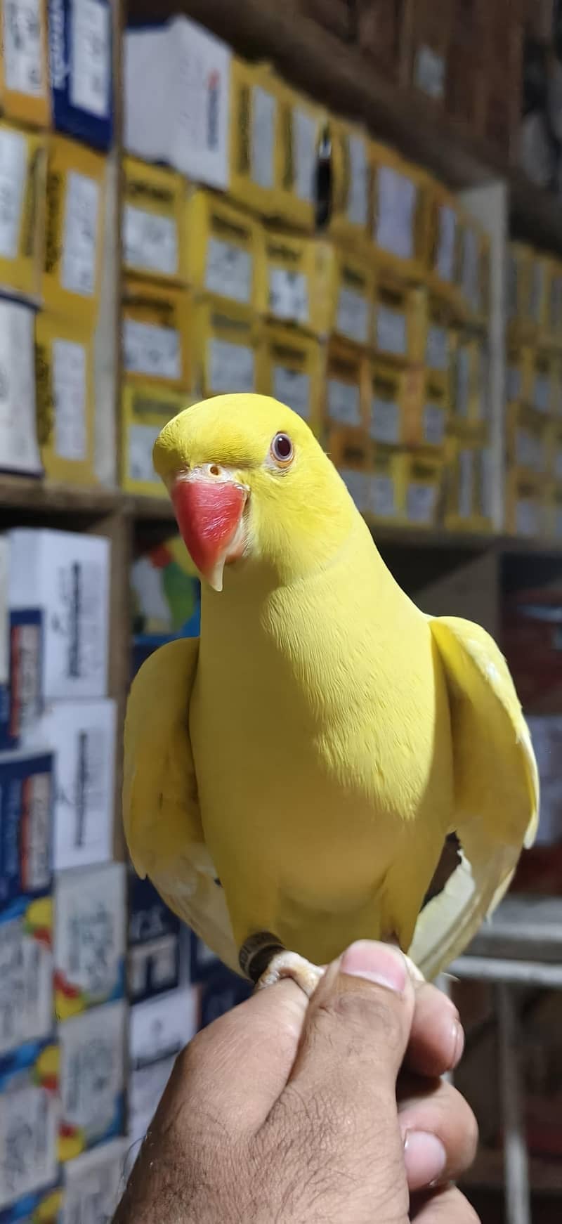 parrot 3