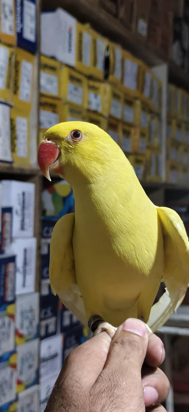 parrot 4