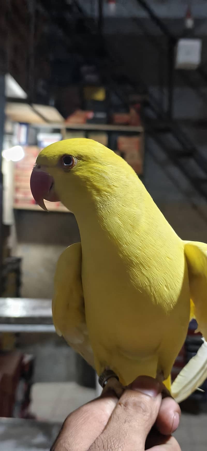 parrot 5