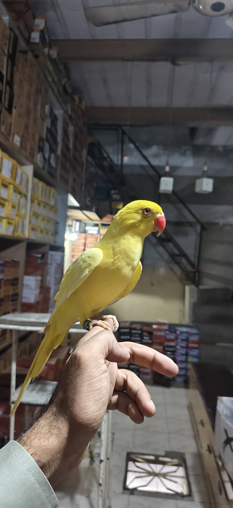 parrot 6