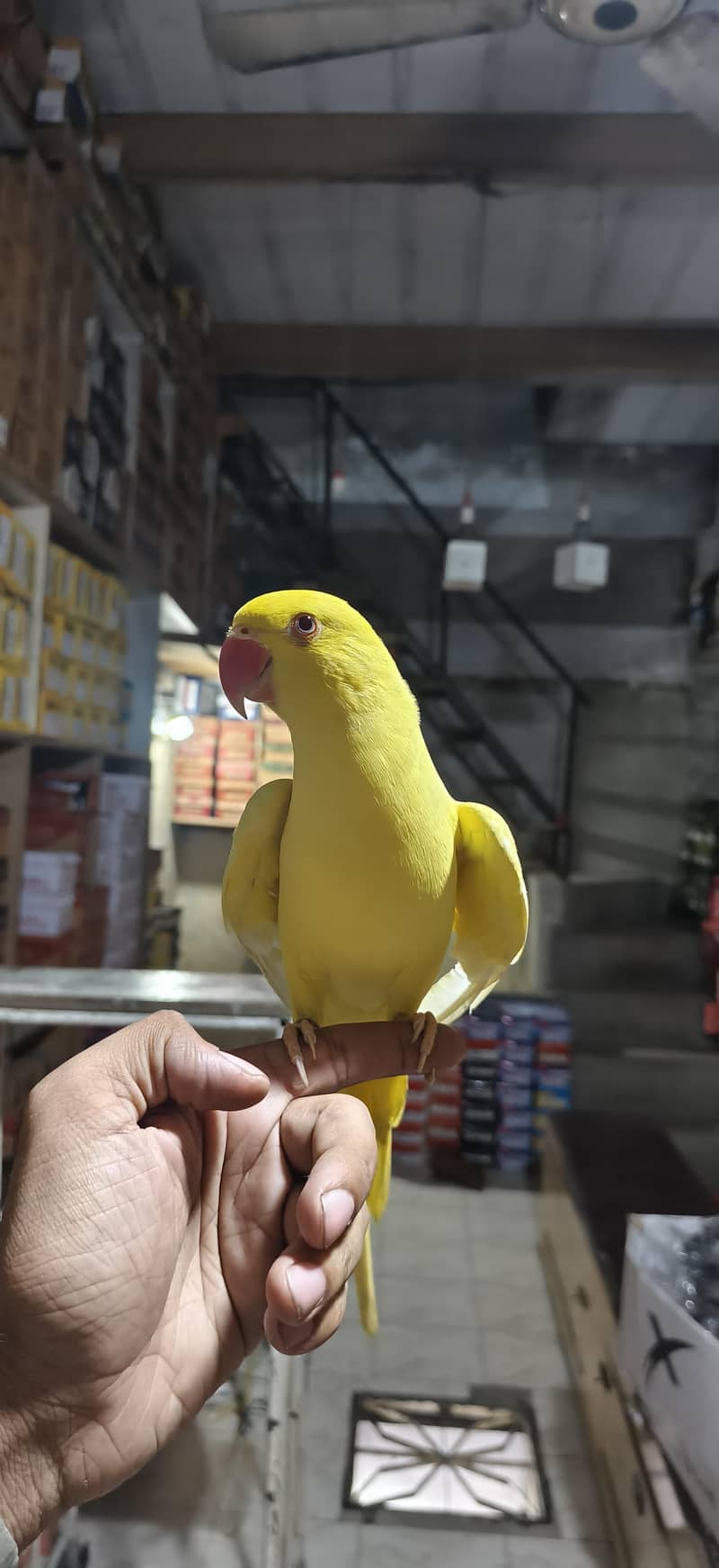 parrot 7