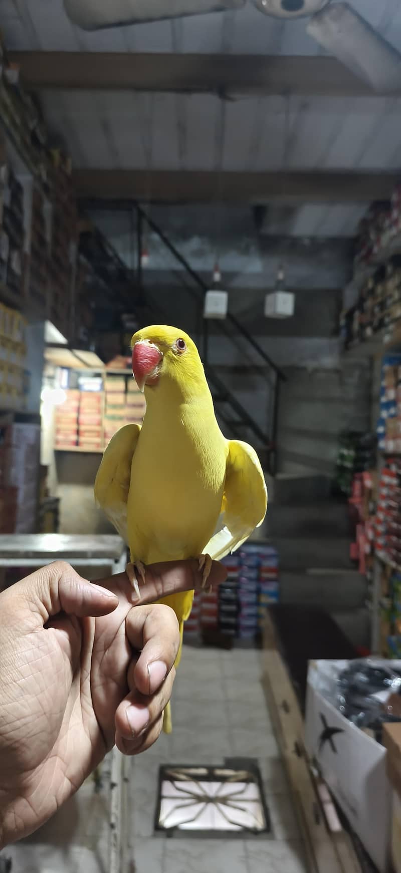 parrot 8