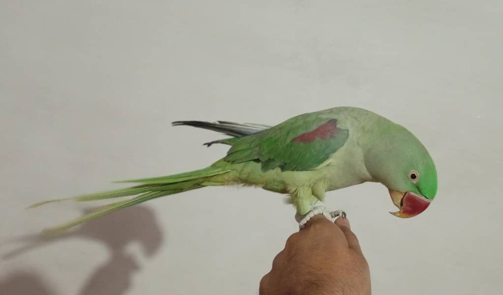 talking and timed 1