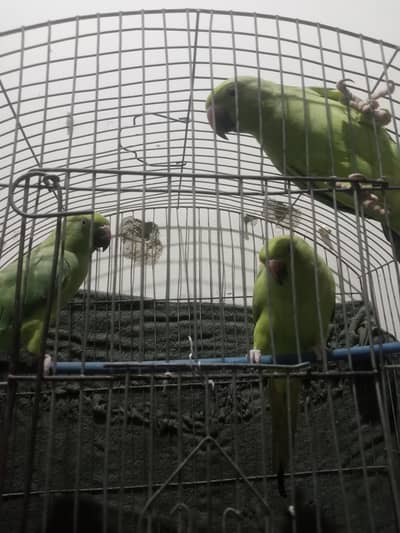 green ringneck parrot