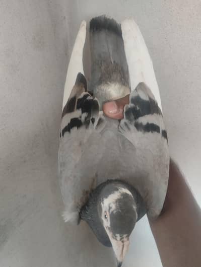 sherazi pigeons available