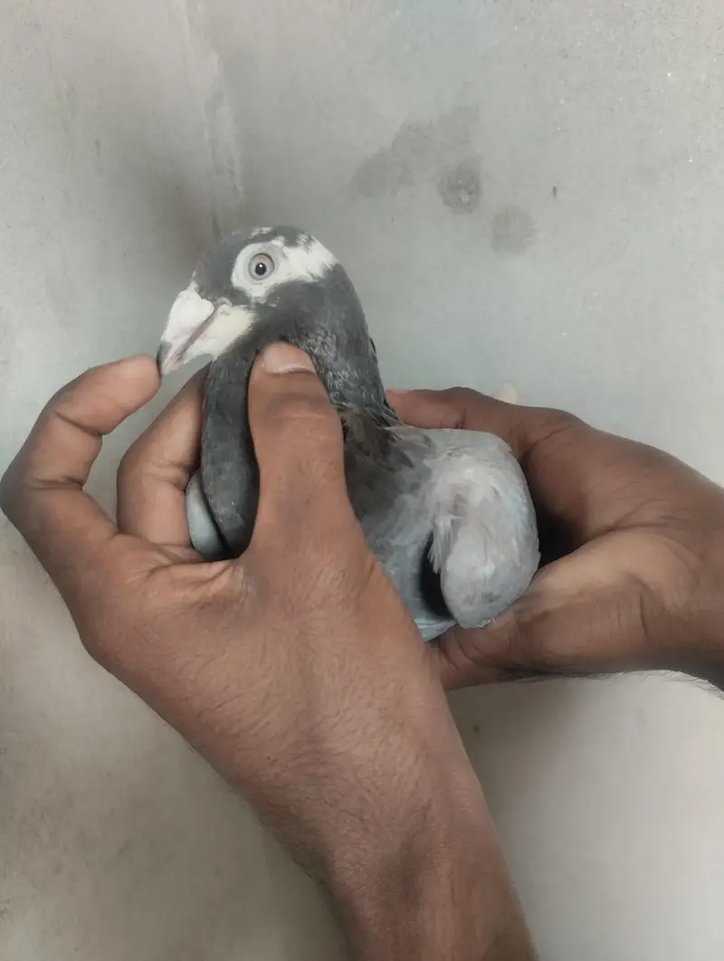 sherazi pigeons available — photo 2