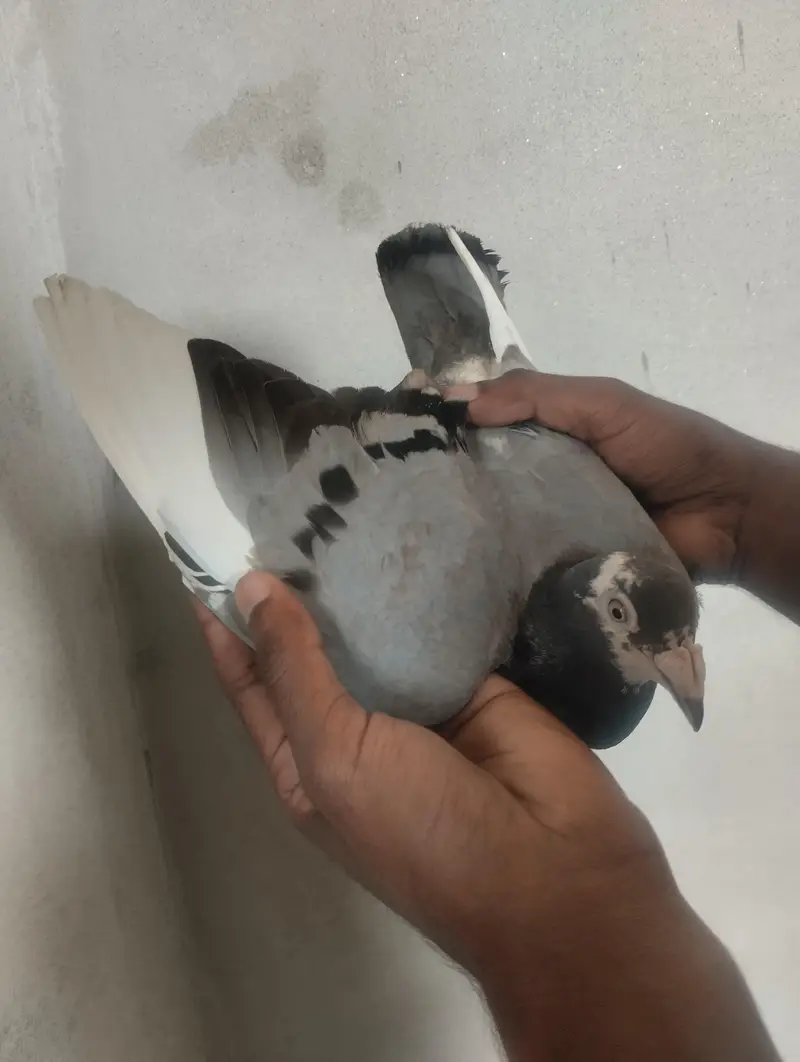sherazi pigeons available — photo 3