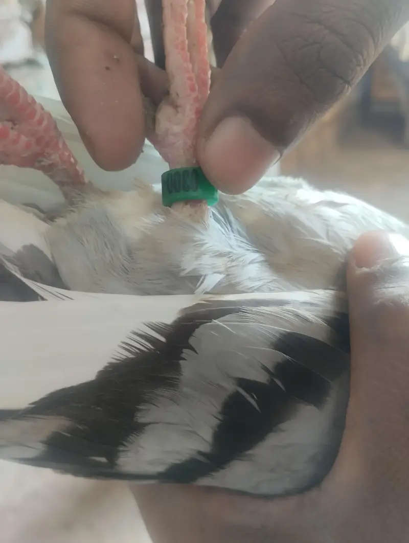 sherazi pigeons available — photo 4