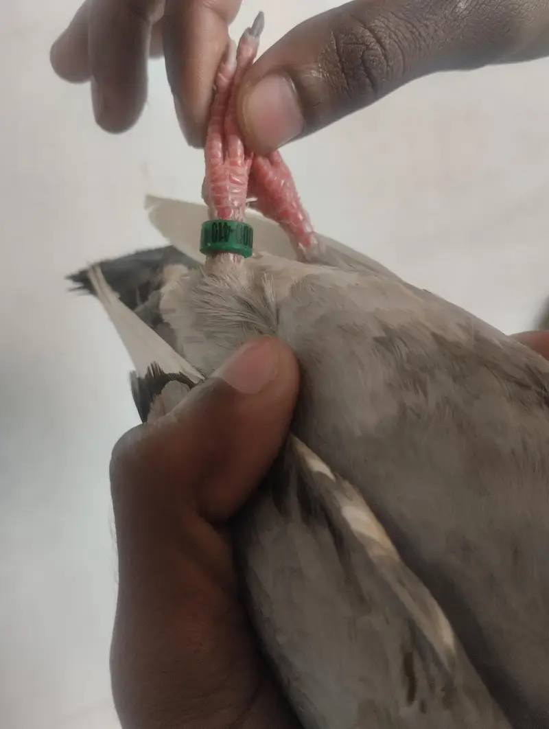sherazi pigeons available — photo 5