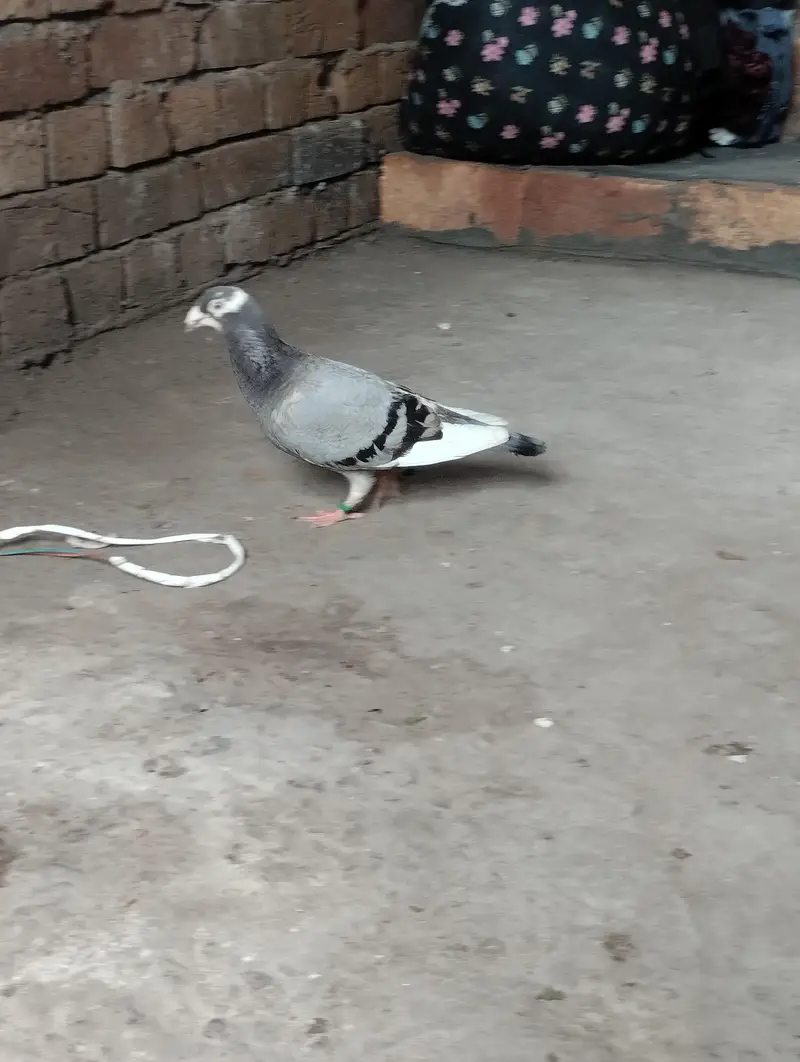 sherazi pigeons available — photo 6